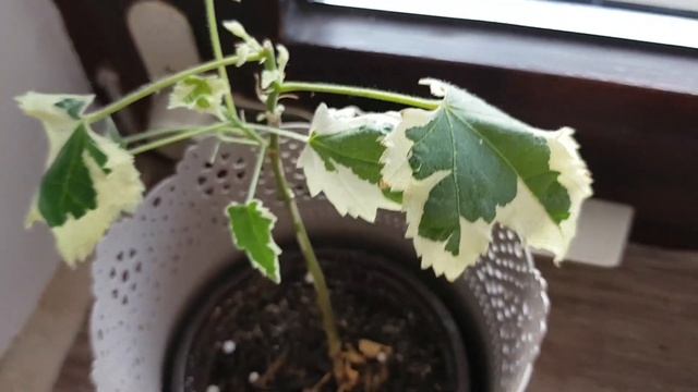 Абутилон|Abutilon Savityii variegata&Pictum Thomosonii|Уход в домашних условиях? смотреть онлайн