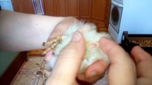 Определение пола индюшонка в суточном возрасте.