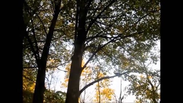 Осень в парке Царицыно.Москва. смотреть онлайн