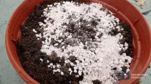 ?Ампельная Виола(Анютины глазки).Выращивание.Подкормка цветов при пересадке.Пересадка.