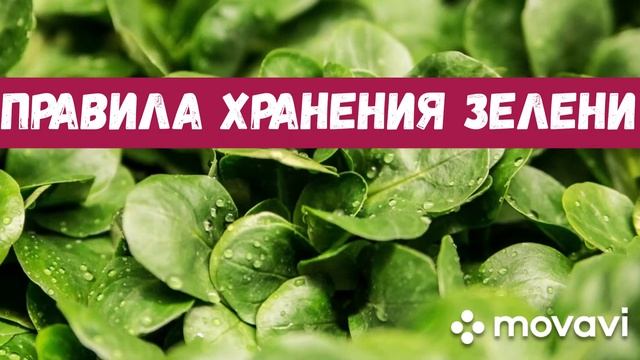 ПРАВИЛА ХРАНЕНИЯ ЗЕЛЕНИ