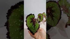 Бегония DS-Весенний сад. Моя новинка в коллекции.