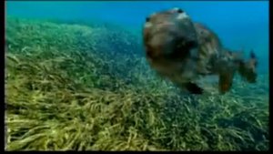 BBC. Прогулки с чудовищами.flv