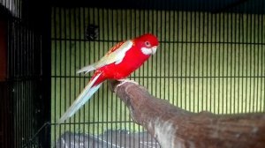 RUBINO ROSELLA MALE SINGING (CALL) HD