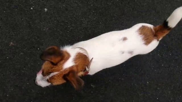 Щенок джек рассела выполняет несколько команд подряд смотреть онлайн