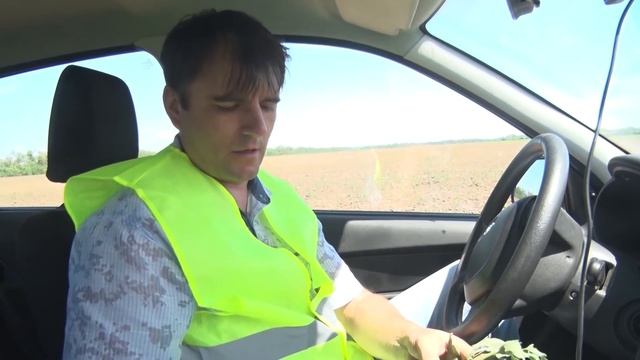 Выявление  опаснейшего карантинного растения - горчака ползучего.