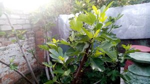 Инжир воздушные отводки.