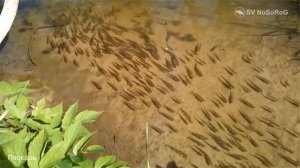 Рыба Пескарь