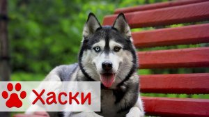 Сибирский хаски - добрая собака с Аляски