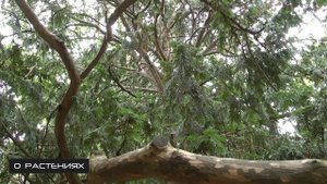 Тис ягодный - хвойное дерево с красными ягодами