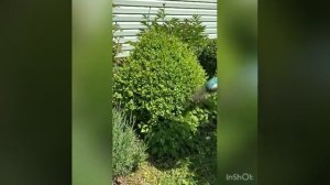Стрижка самшита в виде конуса