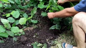 Самый Простой  Способ Размножения кустарников Весной и летом ЧАСТЬ 2 (сейчас Ещё не поздно сделать)