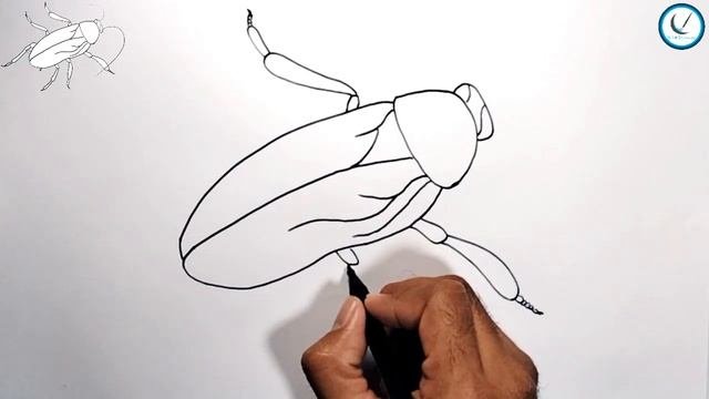 How To Draw Cockroach Easy Drawing