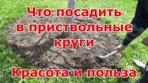 Что посадить в приствольные круги деревьев. Красота и польза одновременно