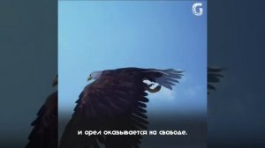 Единстыенная птица, которая осмелится клюнуть орла -это ворона