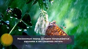 Почему перед дождем ласточки летают низко (примета)
