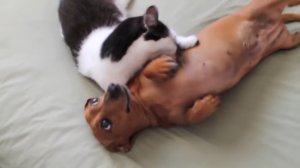 Кошка помогает собаке справиться с эмоциями 