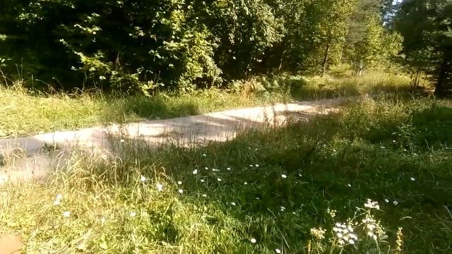 Перламутровка большая лесная,лимонницы, толстоголовка и шмель.