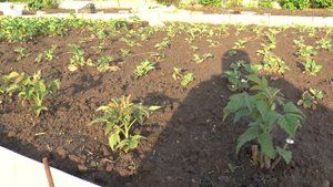 Как выращивать и рассаживать ремонтантную малину