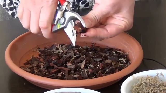 Посадка детки орхидеи фаленопсис смотреть онлайн