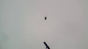 Николаевские голуби Донецкого направления у Олега, часть 2.