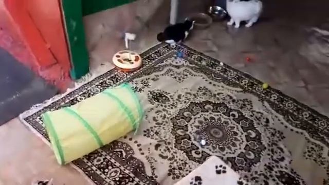 Кошки Лакшми в летнем вольере смотреть онлайн