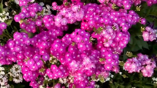 661 - Colourful Dianthus (Sweet William) & Verbena for garden (Hindi /Urdu) 3/3/18 смотреть онлайн