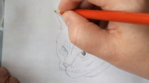 Как нарисовать мордочку кошки, кота, легко и просто