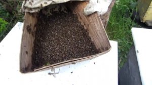 СУПЕР СПОСОБ!!! КАК ПРАВИЛЬНО СНЯТЬ ПРИВИВШИЙСЯ РОЙ С КУСТА, ДЕРЕВА!!!???