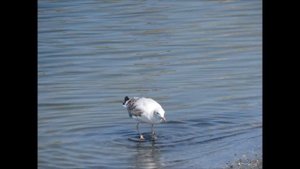 bird dance танцы птиц