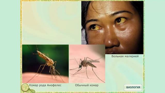 Простейшие - возбудители болезней человека