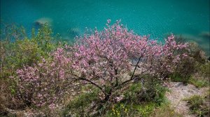 Там, где цветёт миндаль