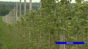 В Нижегородской области появился первый яблоневый сад суперинтенсивного типа