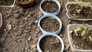 Семена бобов и морозы