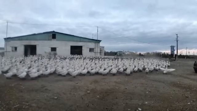 Гуси Линда.Кормление родительского стада с трактора. 89631002311. смотреть онлайн