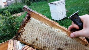 отлично пчёлки поработали (август 2023г)