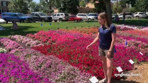 Dekko Banana & Shortcake Blueberry Petunias | CSU Trial Garden