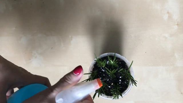 Розмарин черенкование смотреть онлайн