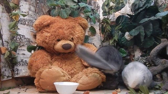 Популярно и доступно о шиншиллах