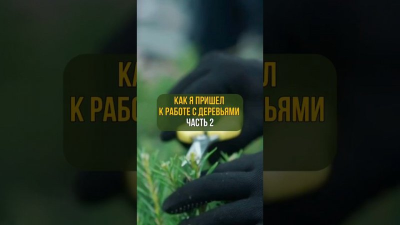 Как я пришел к работе с деревьями. Часть 2