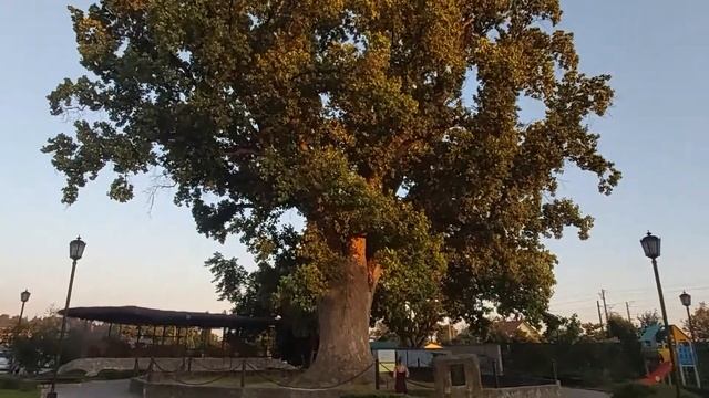 Сочи/Головинка, Тюльпановое дерево, пляж, дельфины смотреть онлайн