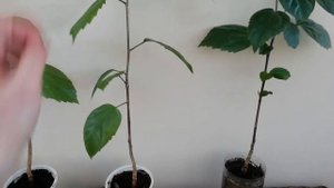 НИКОГДА НЕ ОБРЕЗАЙТЕ ГИБИСКУС! И увидите что будет. HIBISCUS