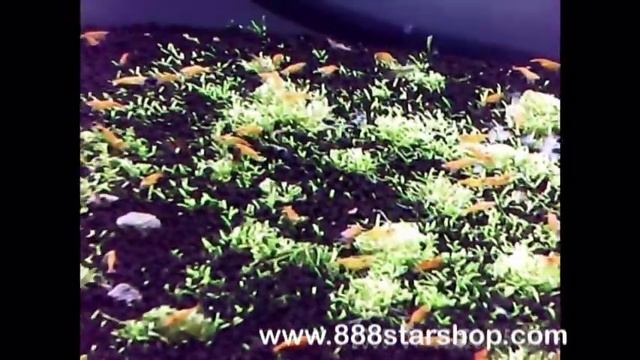 Hong Kong - Goldfish Market смотреть онлайн