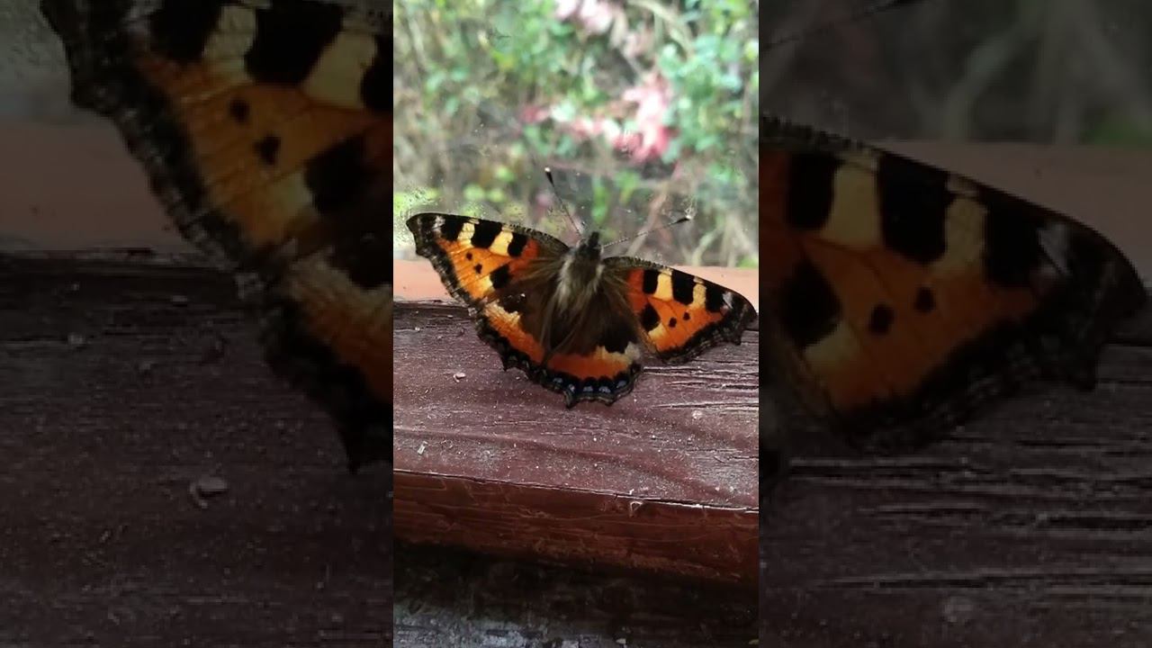 24 сентября 2022 г. смотреть онлайн