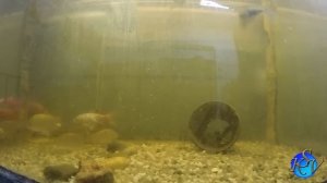 Обзор силиконовых приманок Lucky John Tioga Fat и Unagi Slug