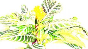 АФЕЛАНДРА. Уход в домашних условиях.