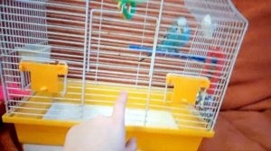 что нужно знать при покупке Волнистого попугая?