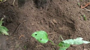 Обучение на поиск трюфеля