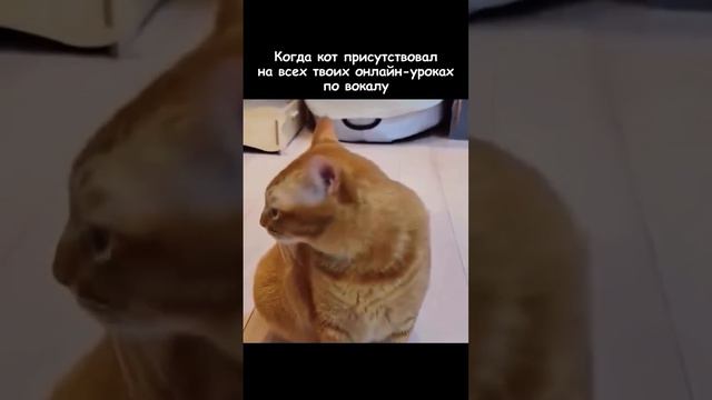 Музыкальный Котик