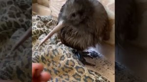 домашняя птица киви